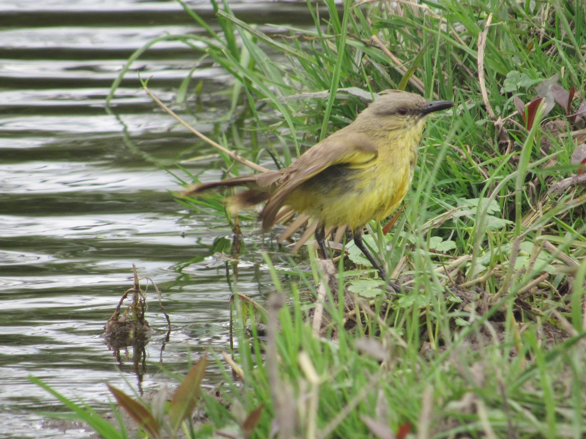 Cattle Tyrant - ML257213571