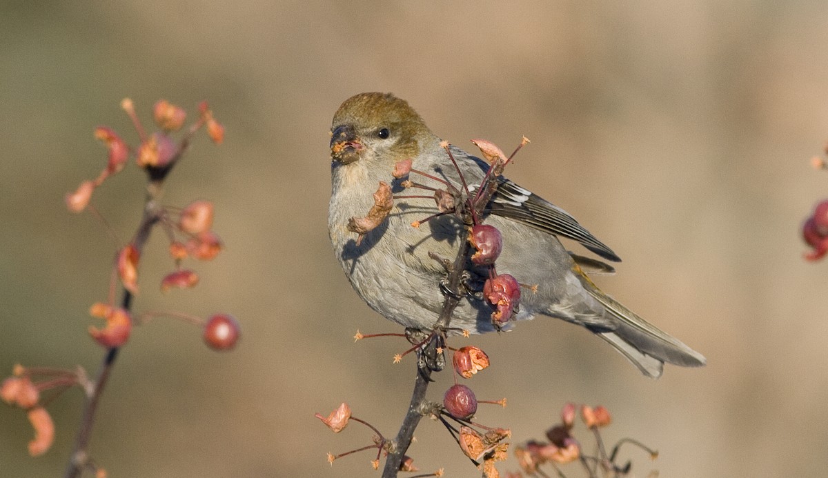 Pine Grosbeak - ML25721361