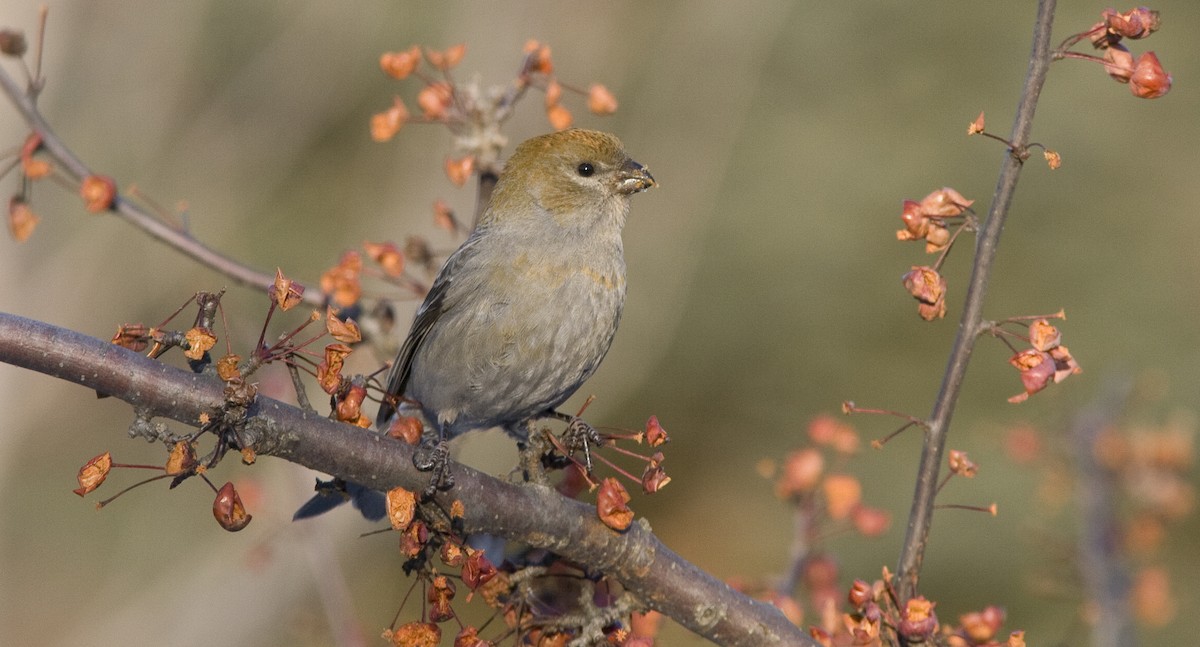 Pine Grosbeak - ML25721381