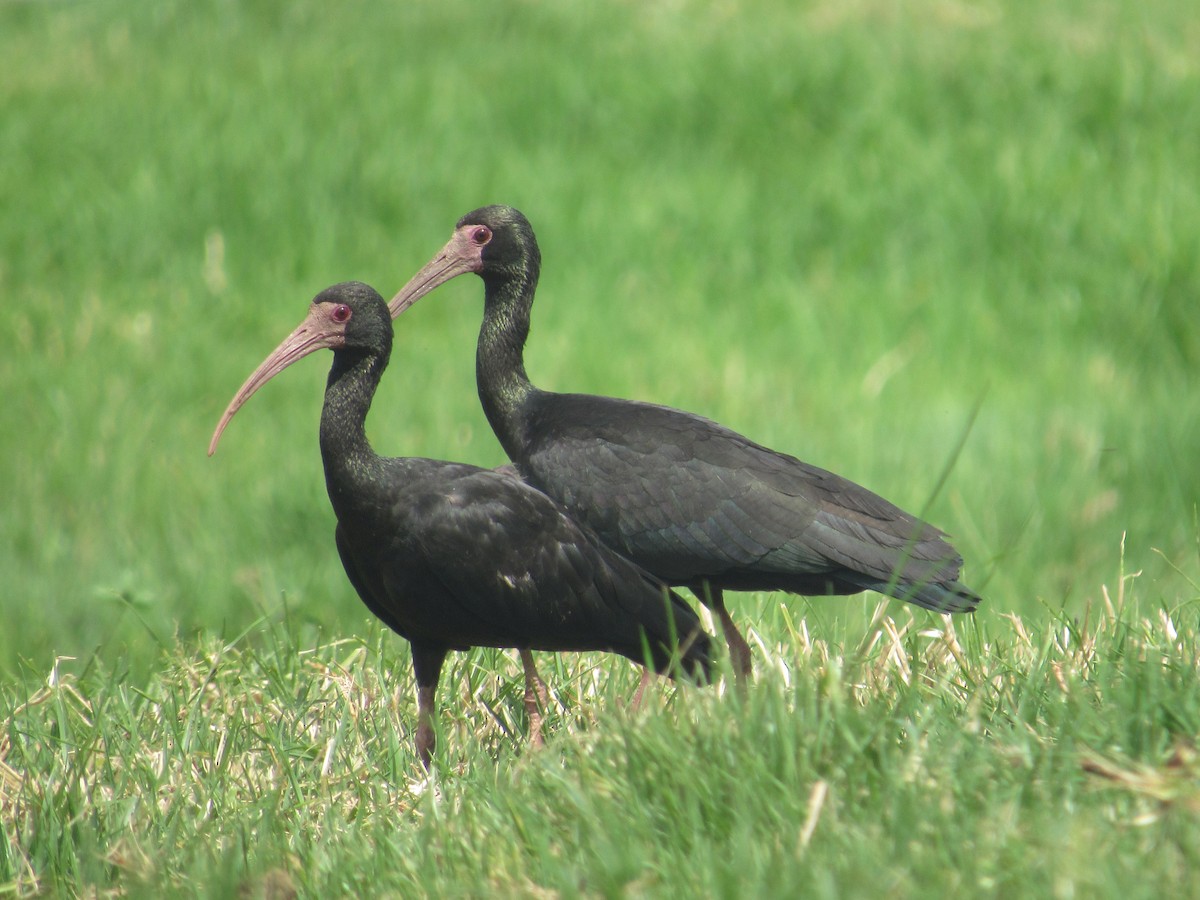 ibis tmavý - ML257213931