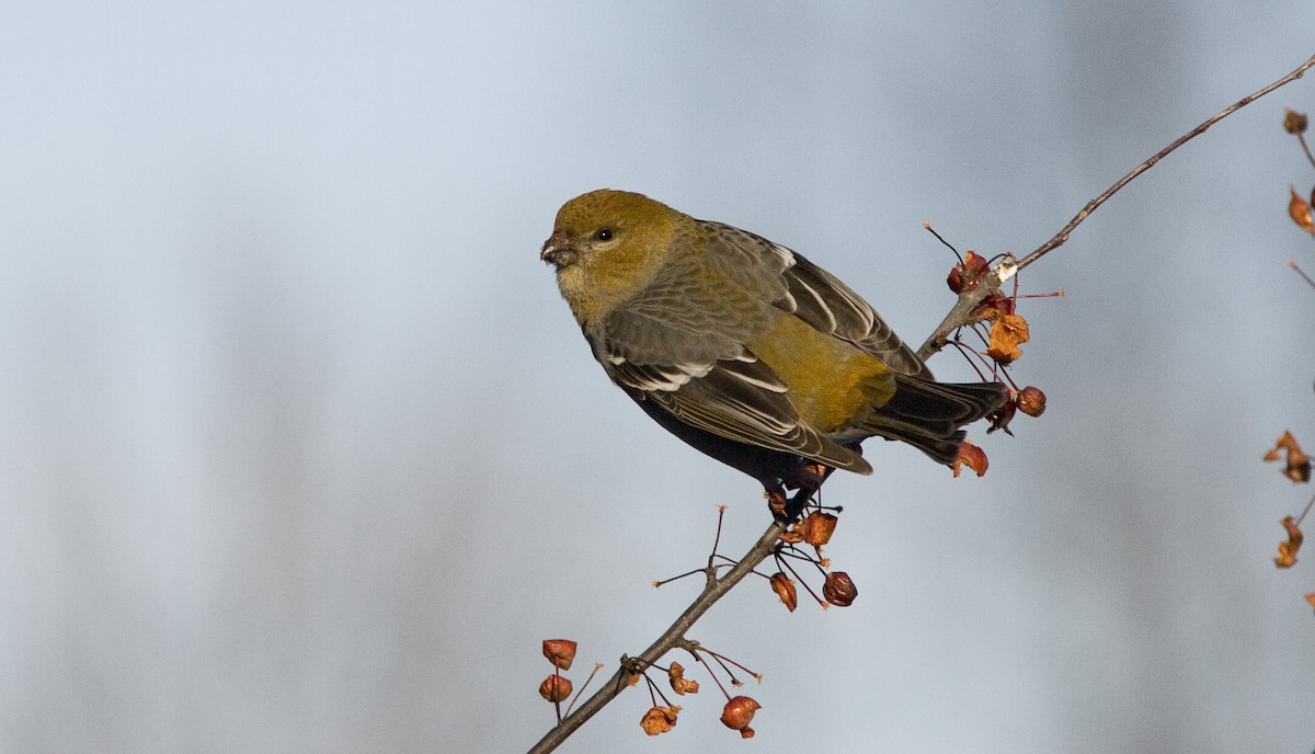 Pine Grosbeak - ML25721401