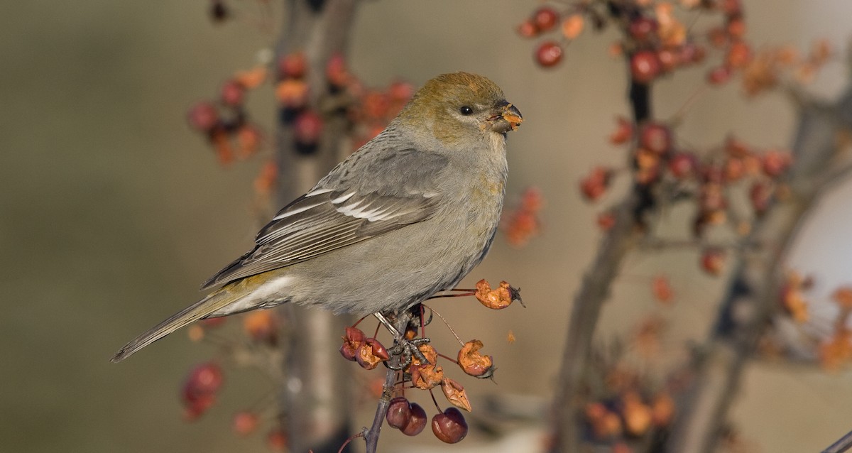 Pine Grosbeak - Brian Sullivan
