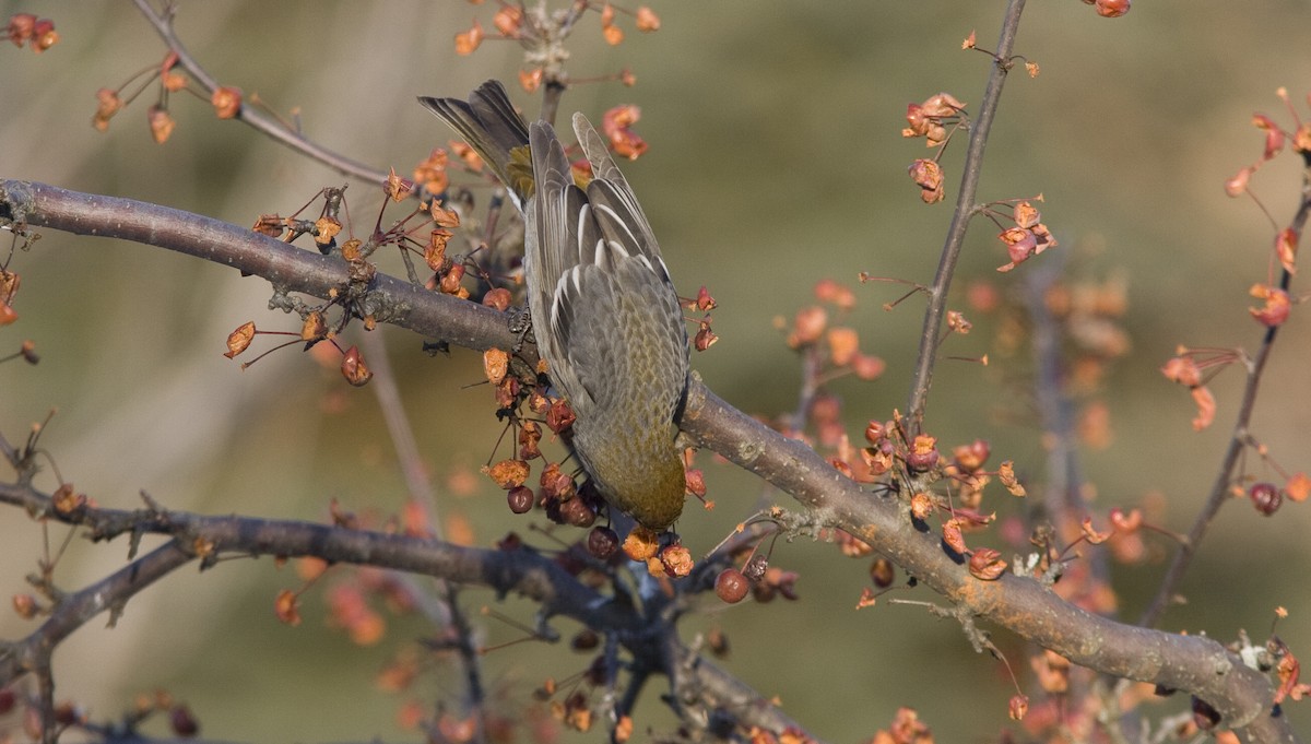 Pine Grosbeak - ML25721431