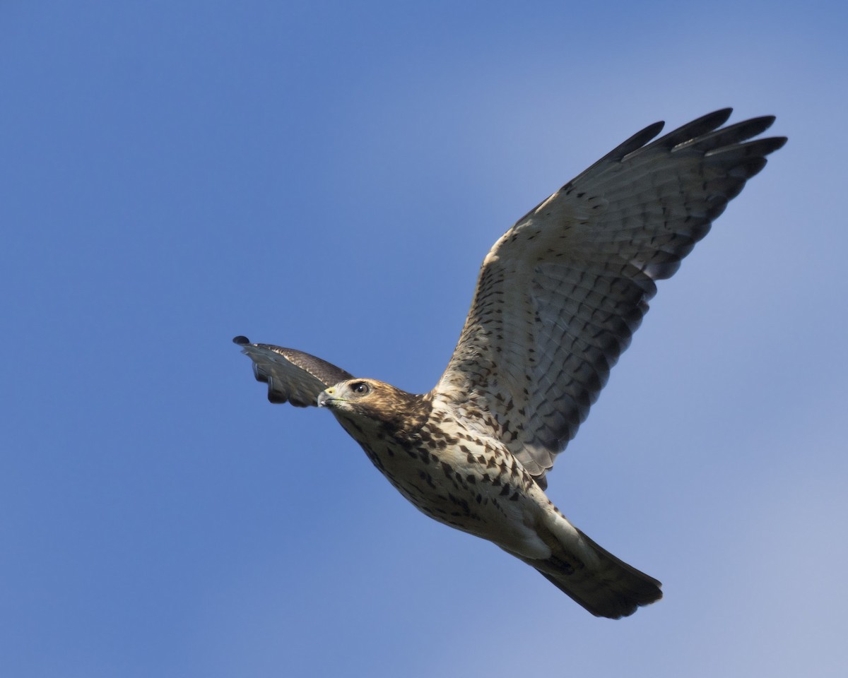 Red-tailed Hawk - pierre martin