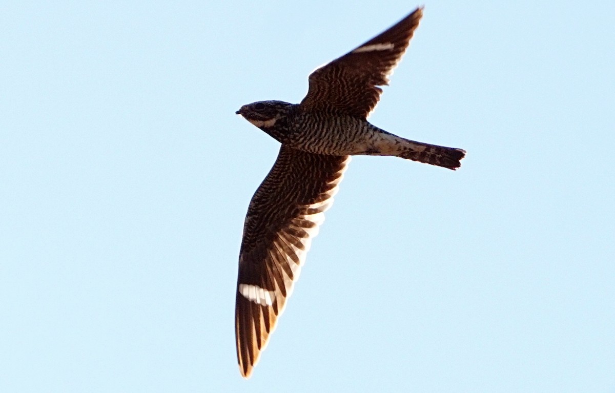 Common Nighthawk - ML257215721