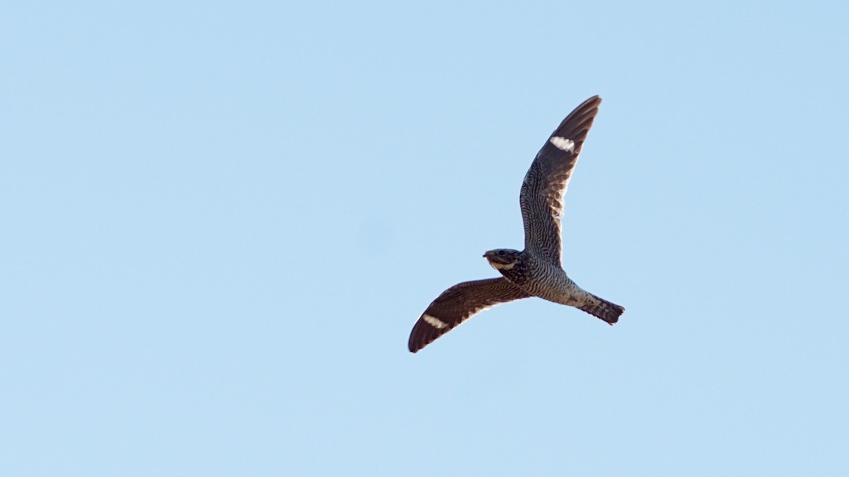 Common Nighthawk - ML257215761