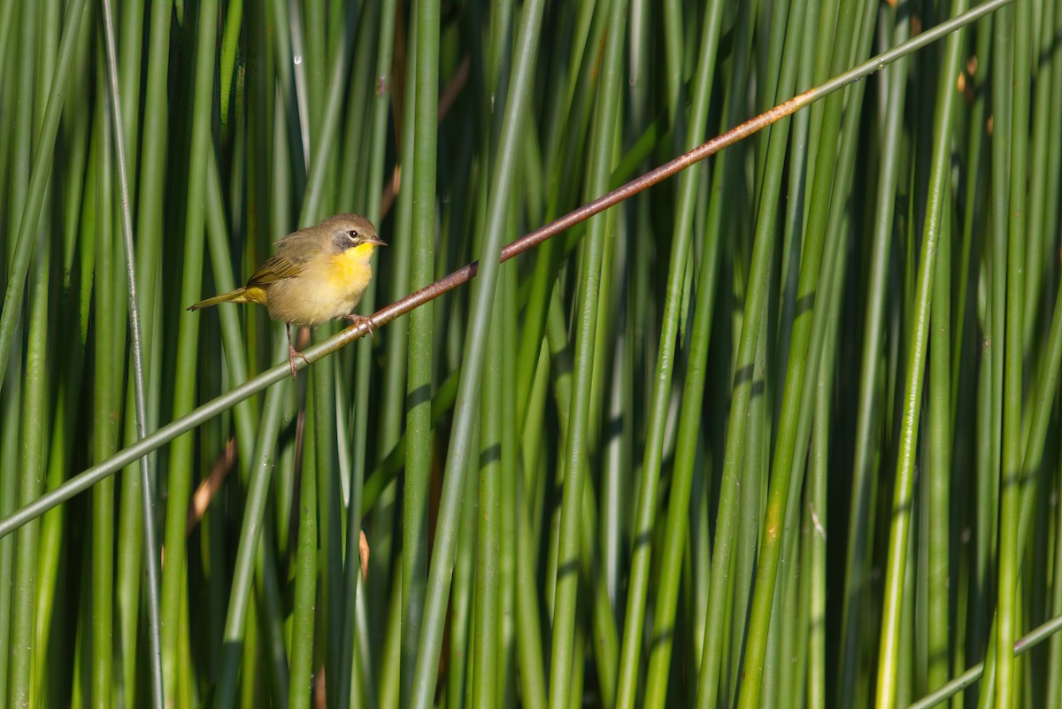 Common Yellowthroat - ML257215861