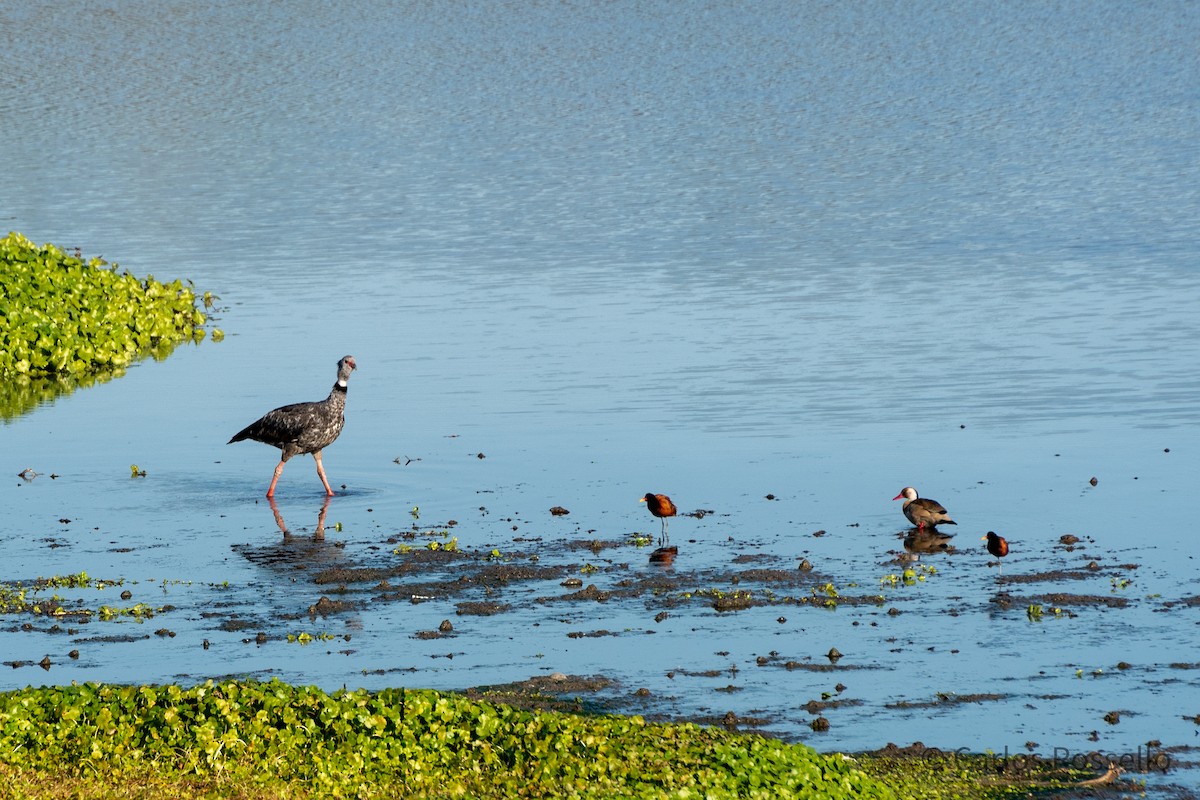 Southern Screamer - ML257217091