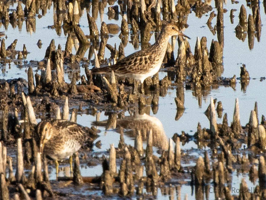 Pectoral Sandpiper - Carlos Rossello