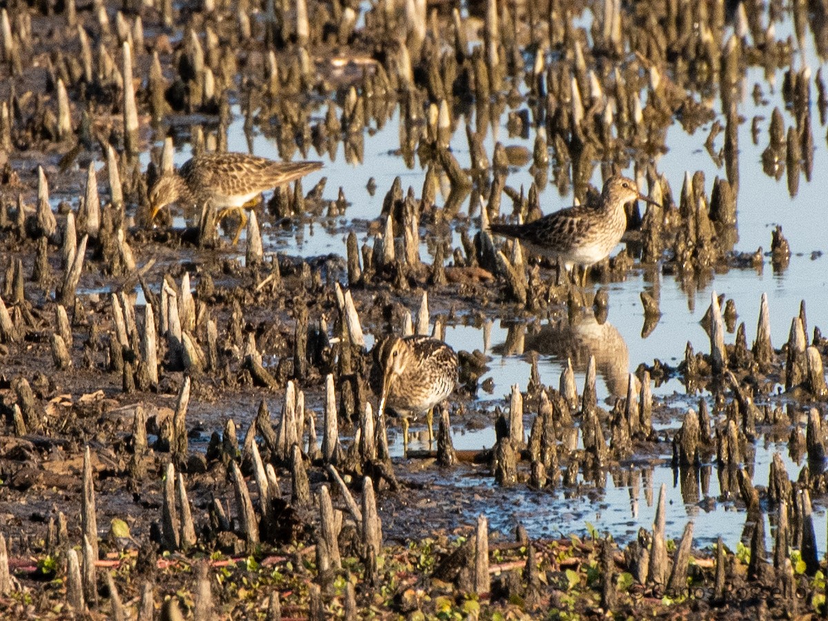 Pectoral Sandpiper - ML257217651