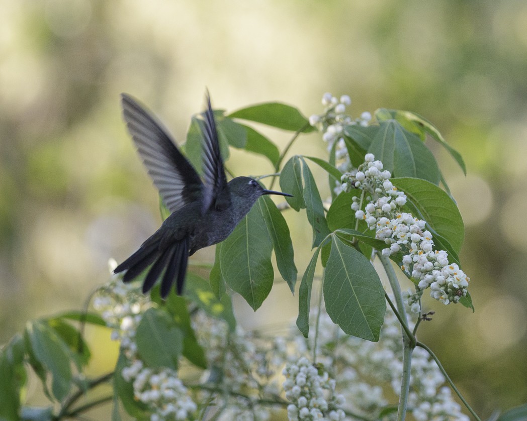 Sombre Hummingbird - ML257217711