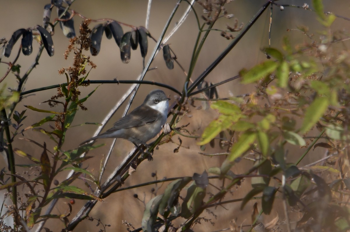 Тарчигнаа зэржгэнэ - ML257218001