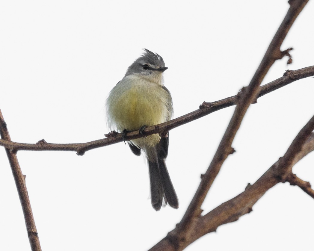 White-crested Tyrannulet (Sulphur-bellied) - ML257218011