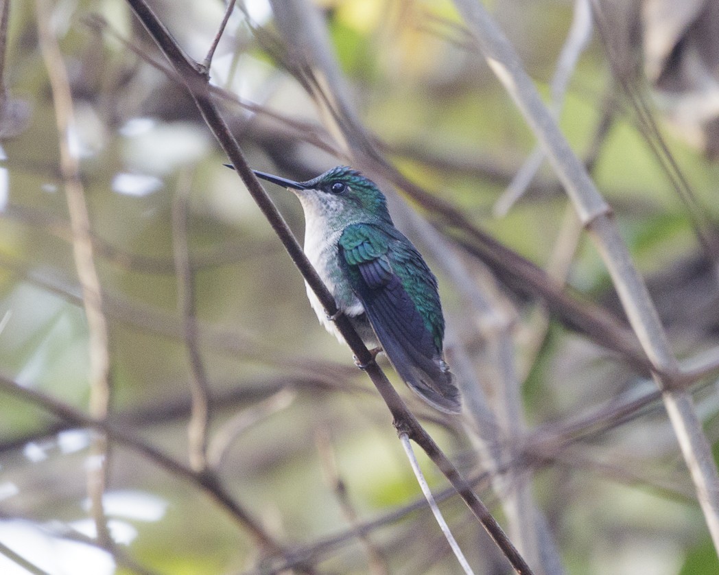 Violet-capped Woodnymph - ML257218231