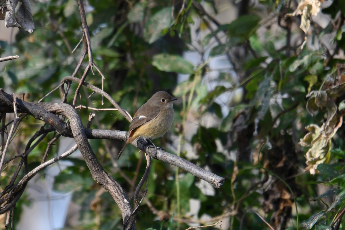 Дагуур гал сүүлт - ML257218241