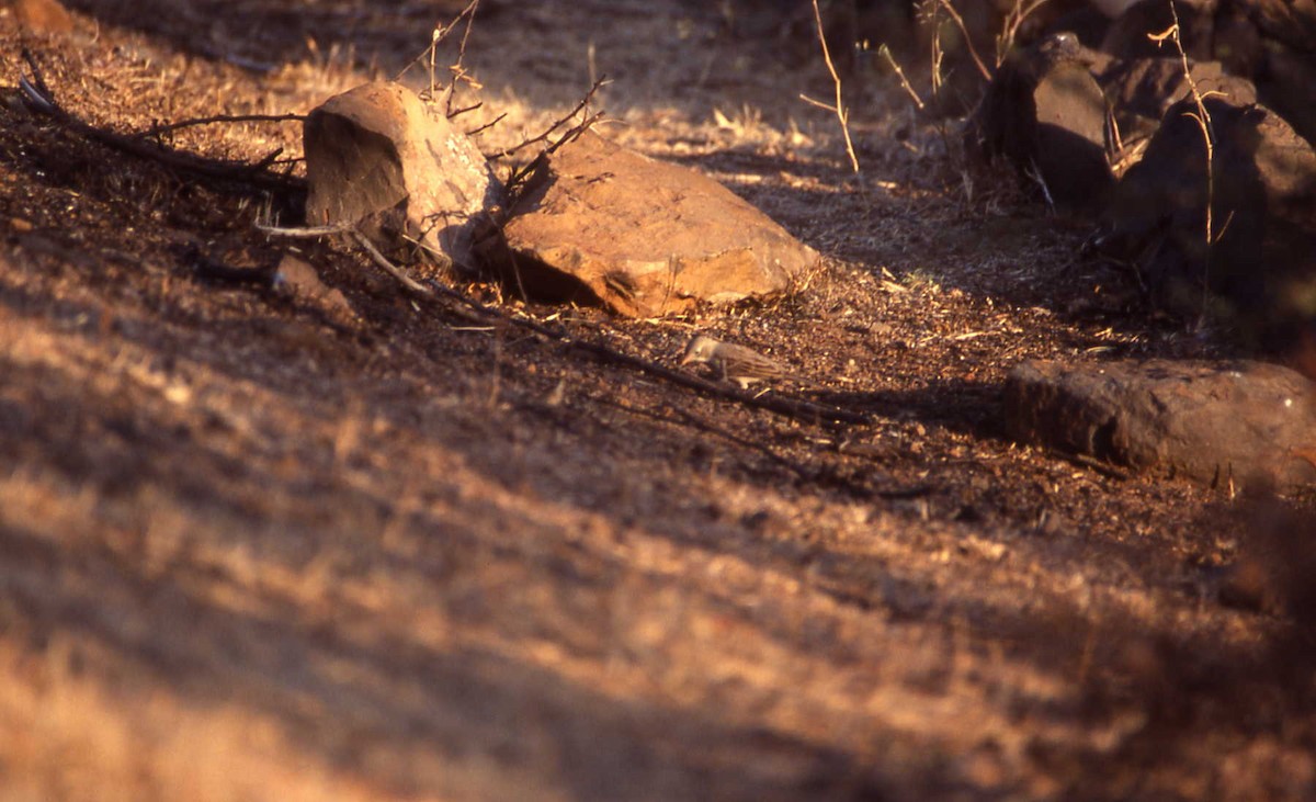 Gray-necked Bunting - ML25721871