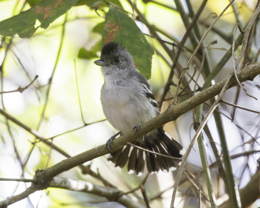 Planalto Slaty-Antshrike - ML257218801