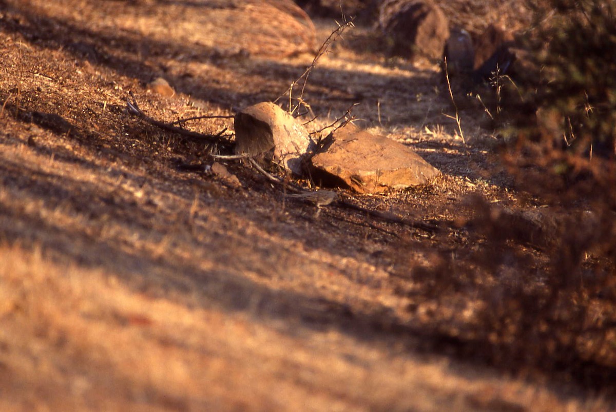 Gray-necked Bunting - ML25721881