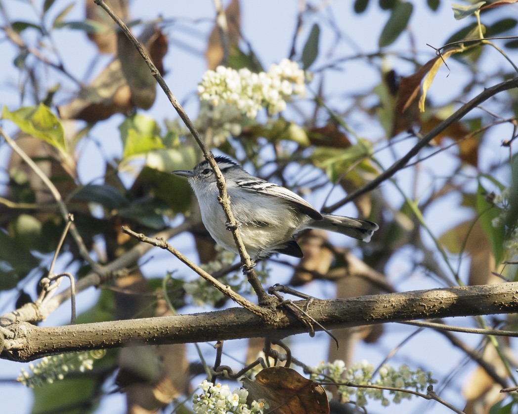 Black-capped Antwren - ML257218831