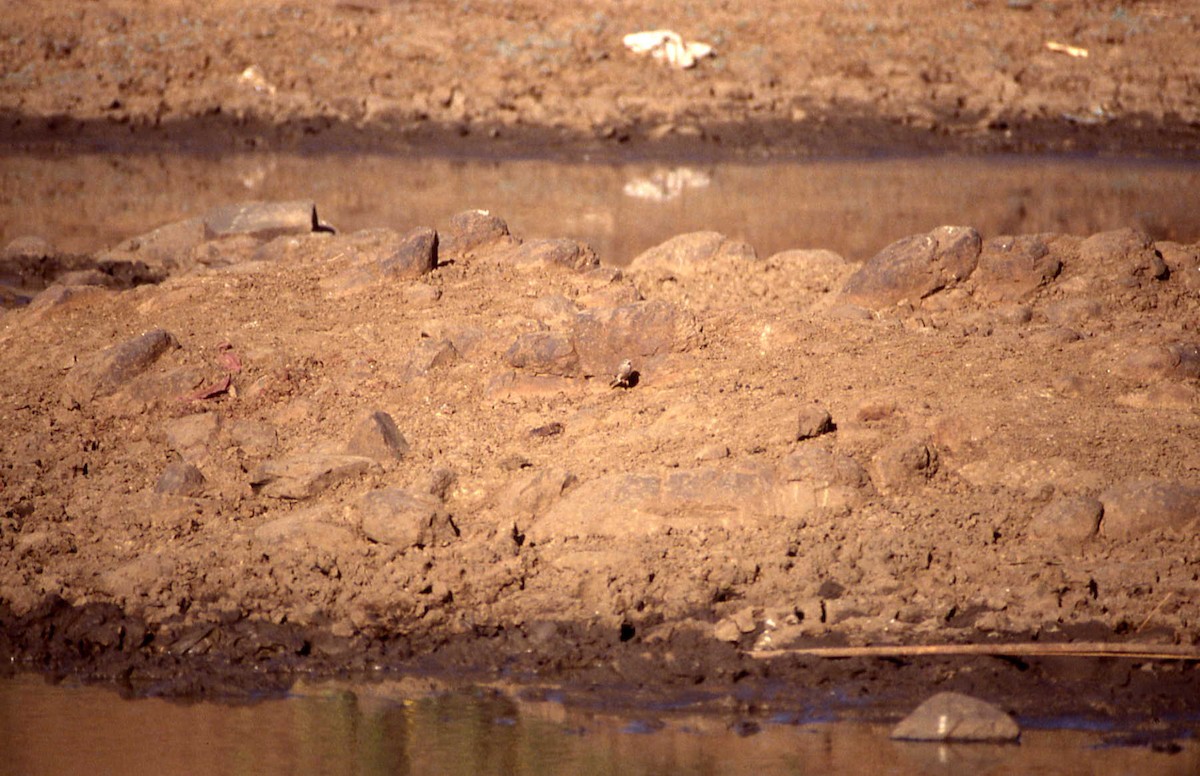 Gray-necked Bunting - ML25721891