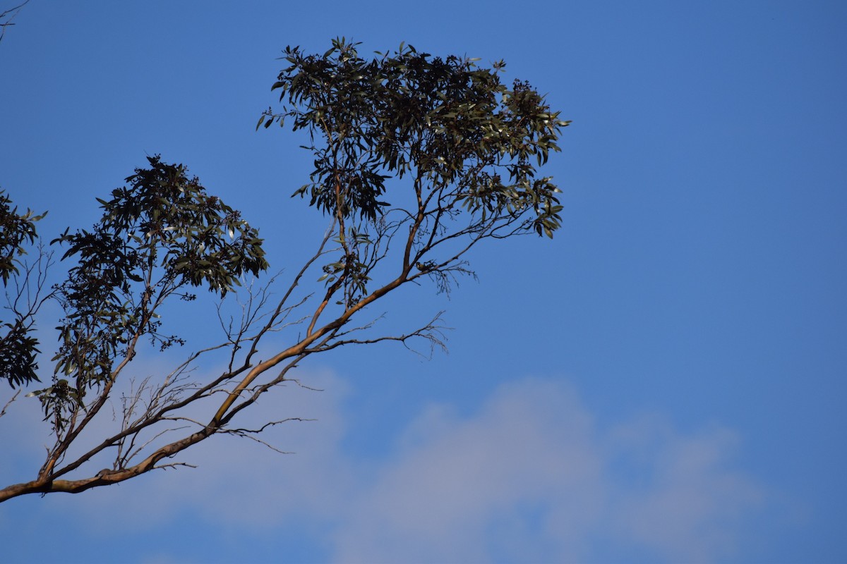 Black-chinned Honeyeater - ML257219001