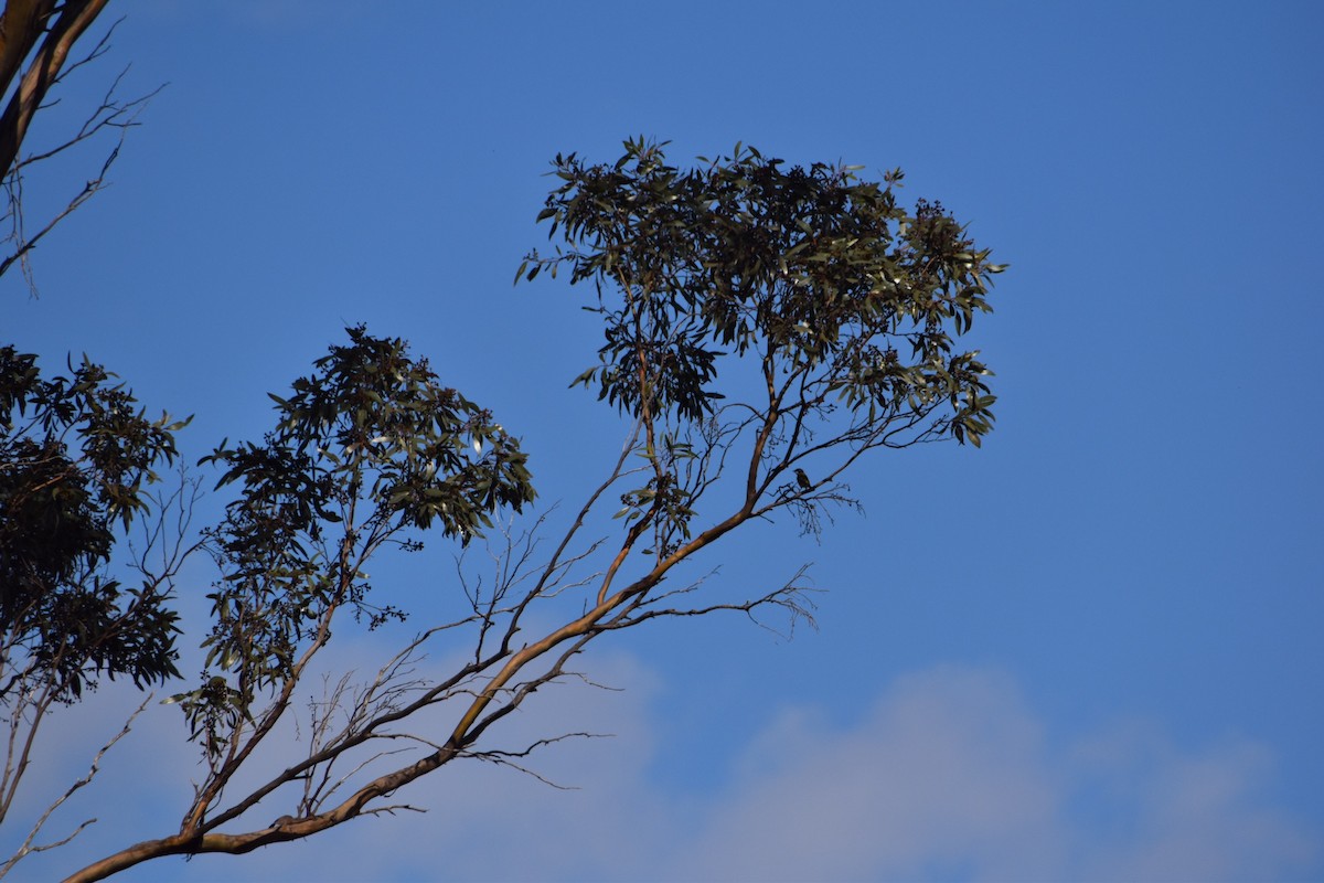 Black-chinned Honeyeater - ML257219021