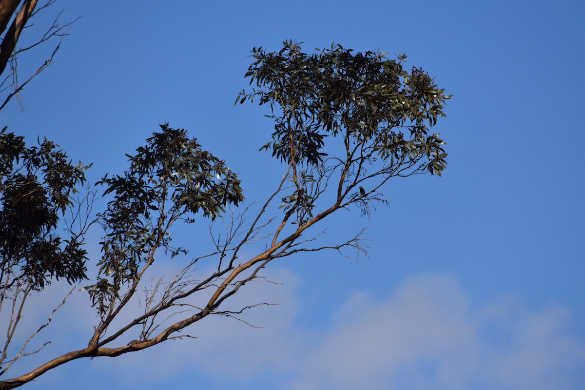 Black-chinned Honeyeater - ML257219031