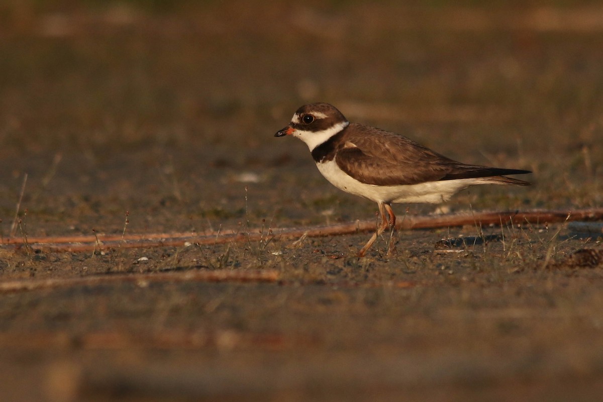 Semipalmated Plover - Benjamin Hack