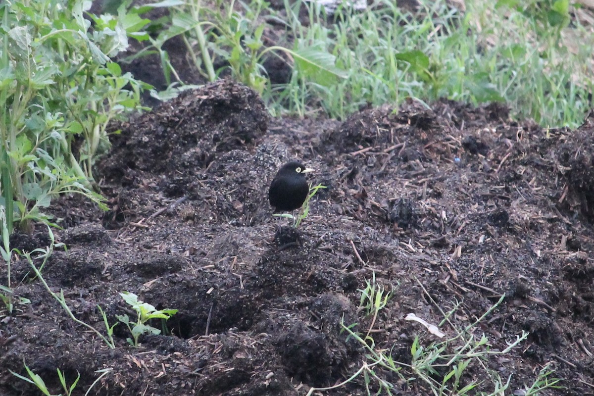 Spectacled Tyrant - ML257219151