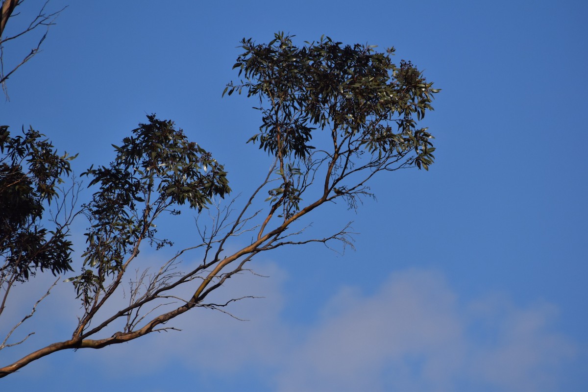 Black-chinned Honeyeater - ML257219231