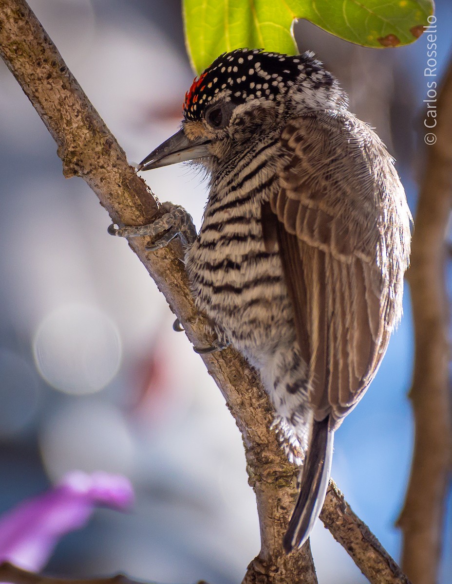 White-barred Piculet - Carlos Rossello