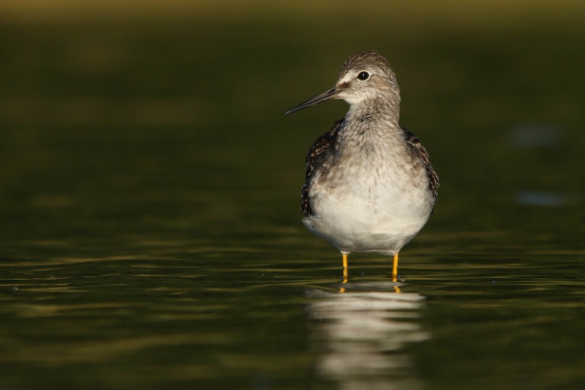 Lesser Yellowlegs - Benjamin Hack