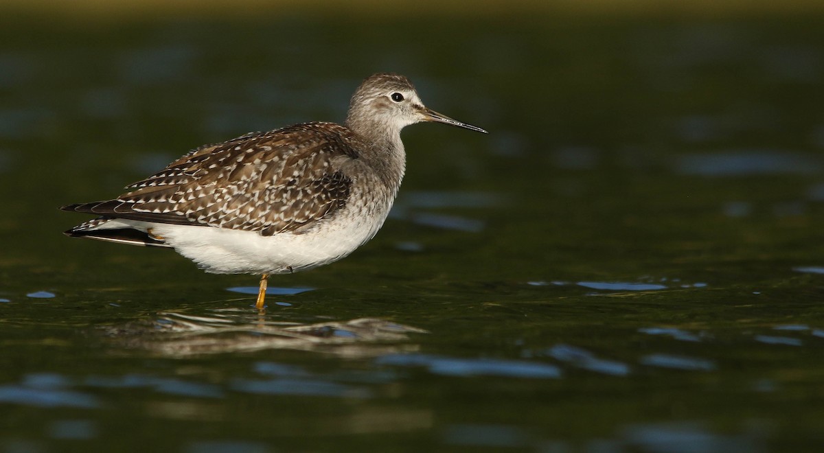 gulbeinsnipe - ML257219581