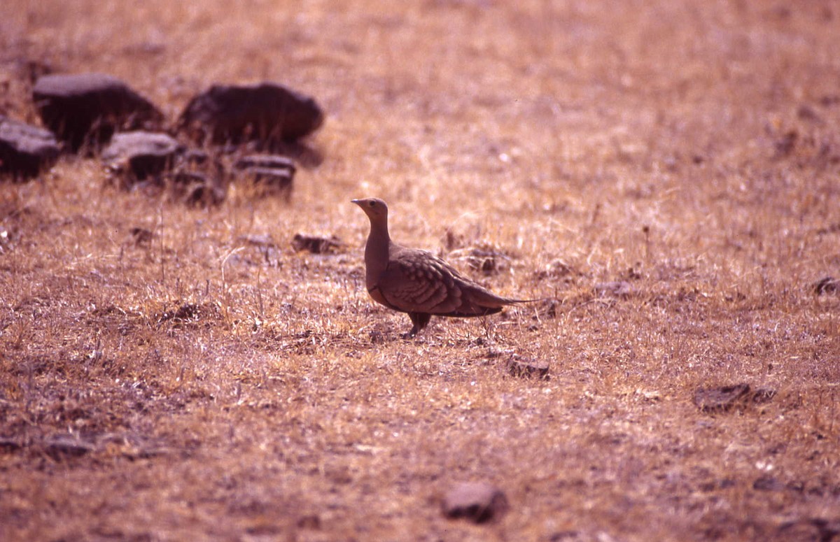 Chestnut-bellied Sandgrouse - Alexander Lees