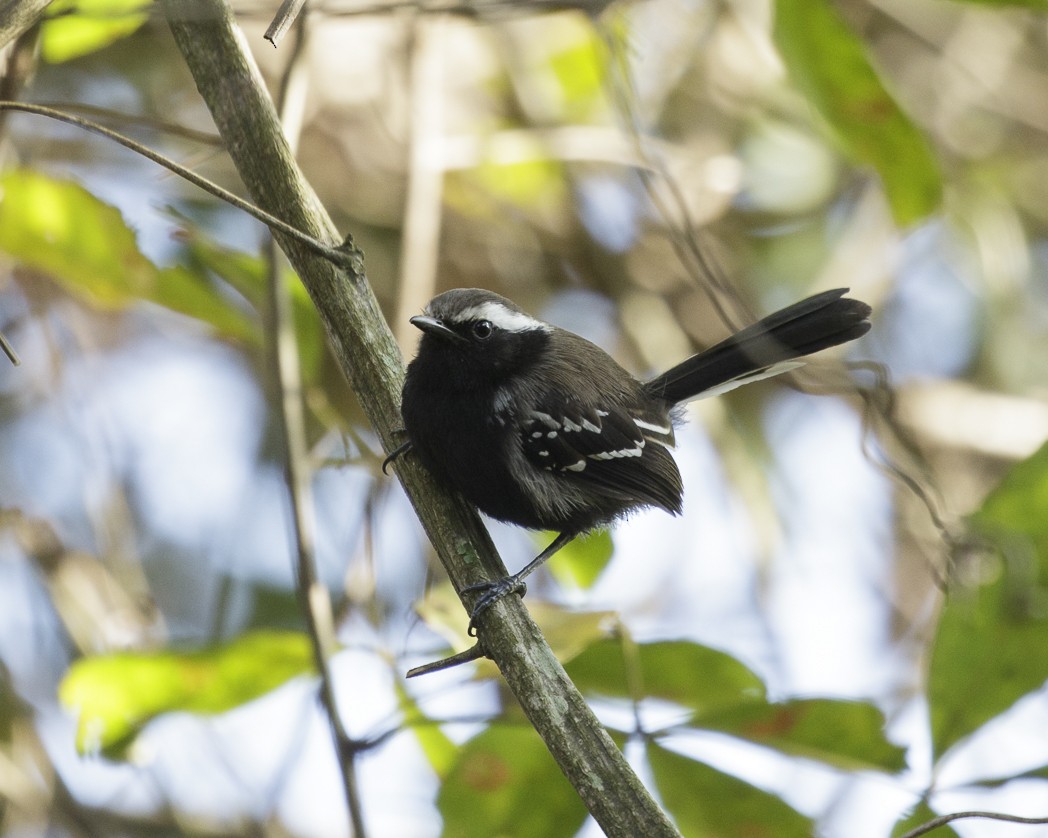 Black-bellied Antwren - ML257219711