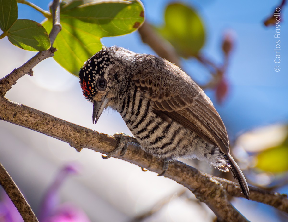 White-barred Piculet - Carlos Rossello