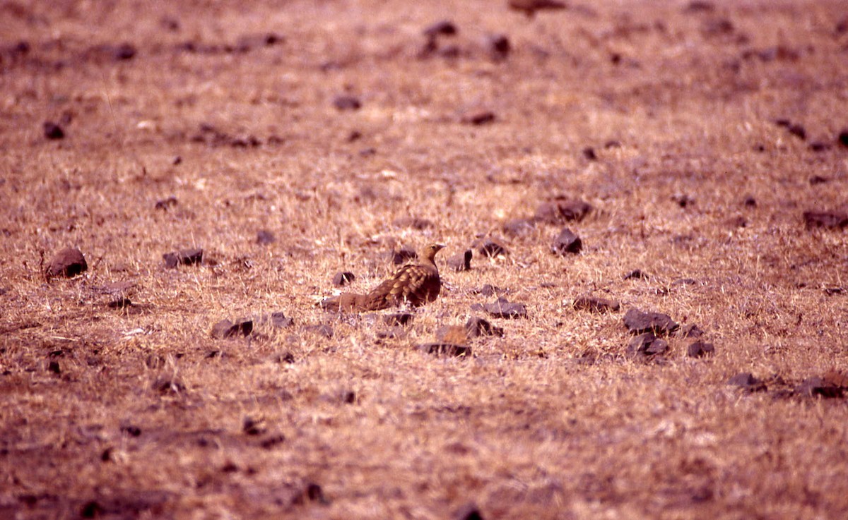 Chestnut-bellied Sandgrouse - ML25721981