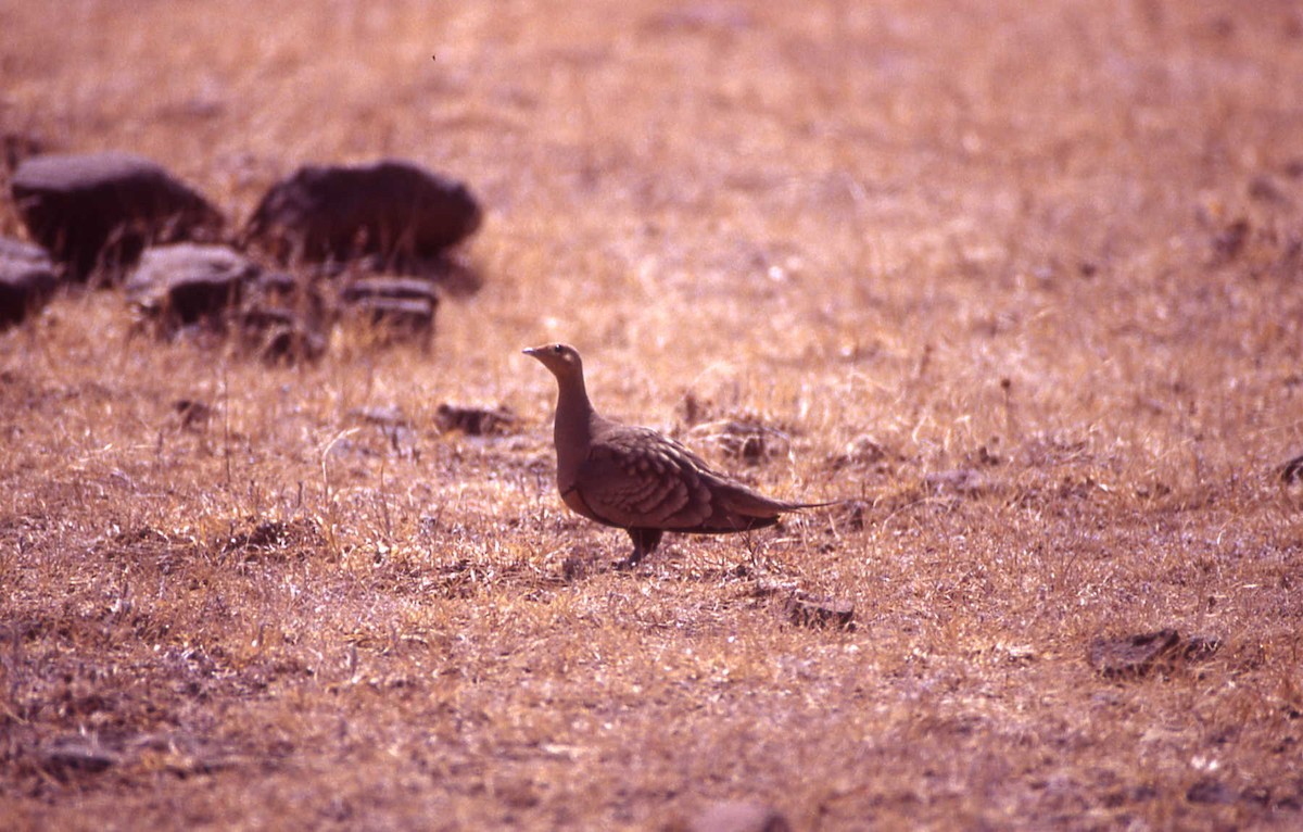 Chestnut-bellied Sandgrouse - ML25721991