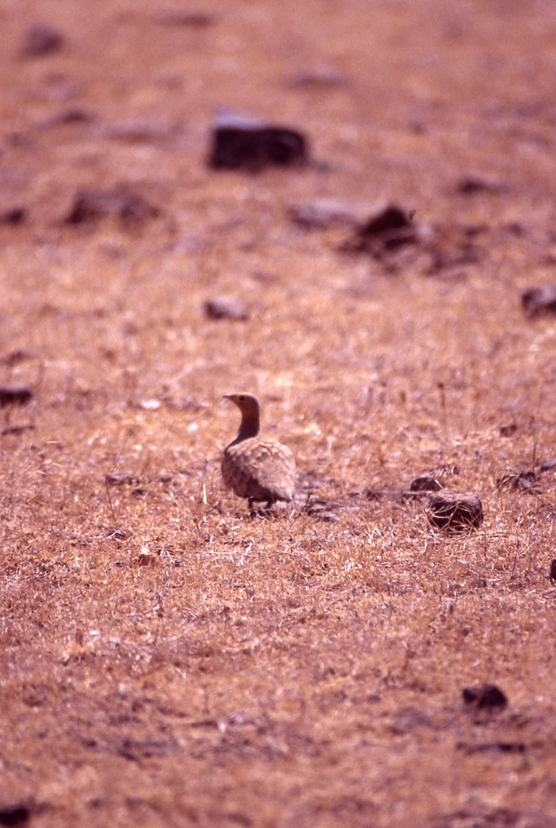 Chestnut-bellied Sandgrouse - ML25722001