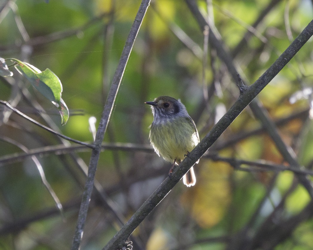 Eared Pygmy-Tyrant - ML257220041