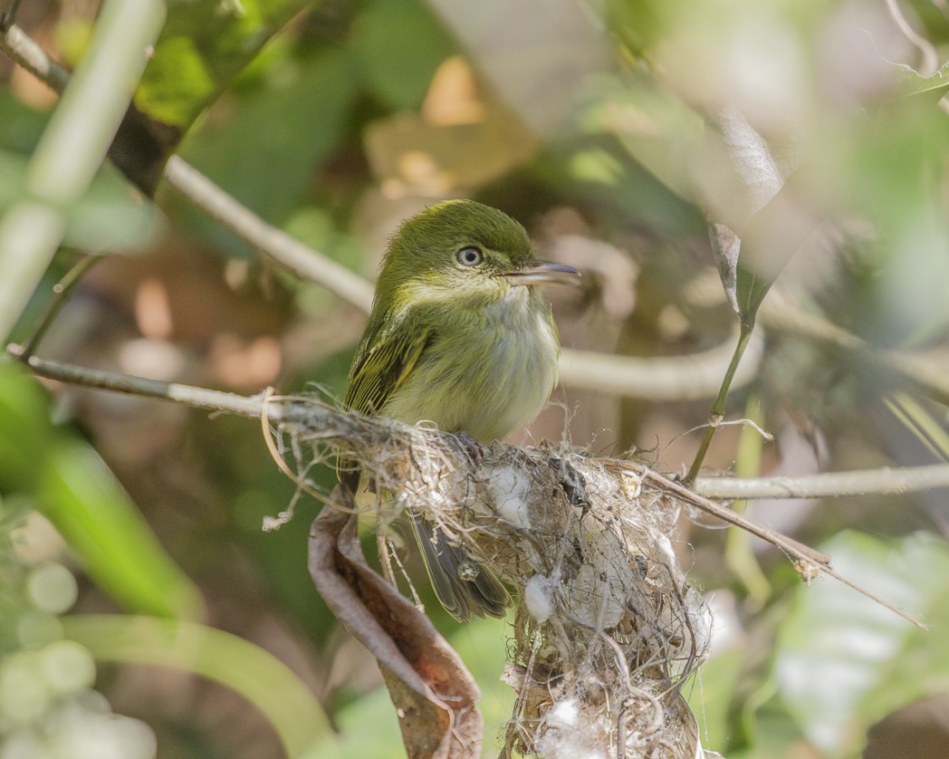 Hangnest Tody-Tyrant - ML257220611