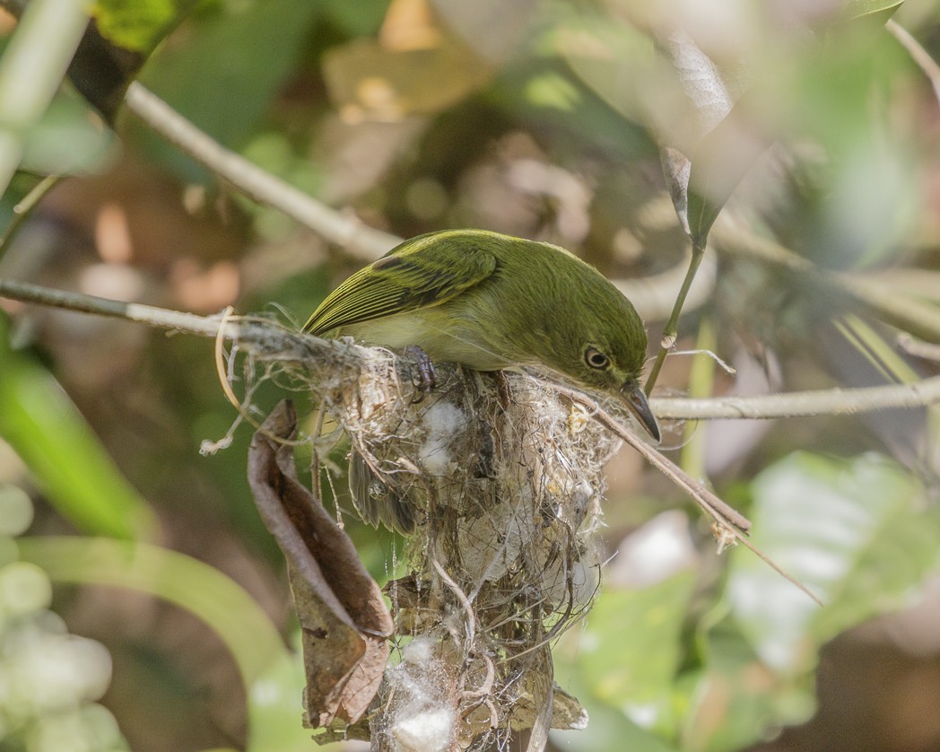 Hangnest Tody-Tyrant - ML257220621