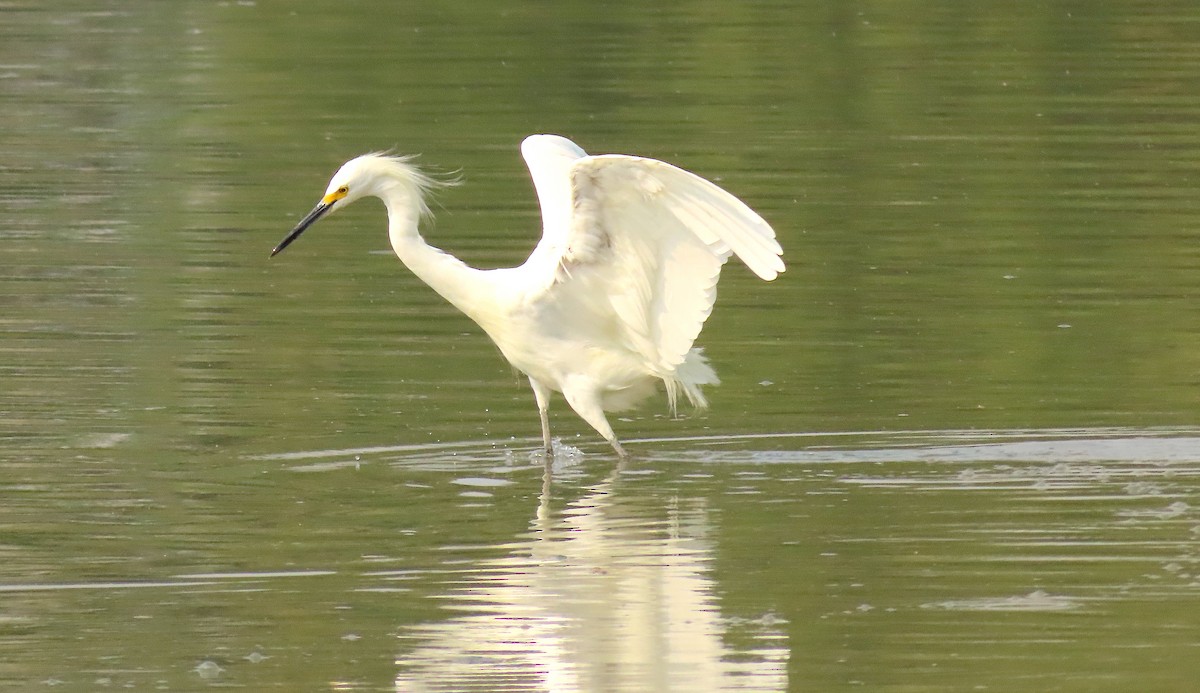 Snowy Egret - ML257220861