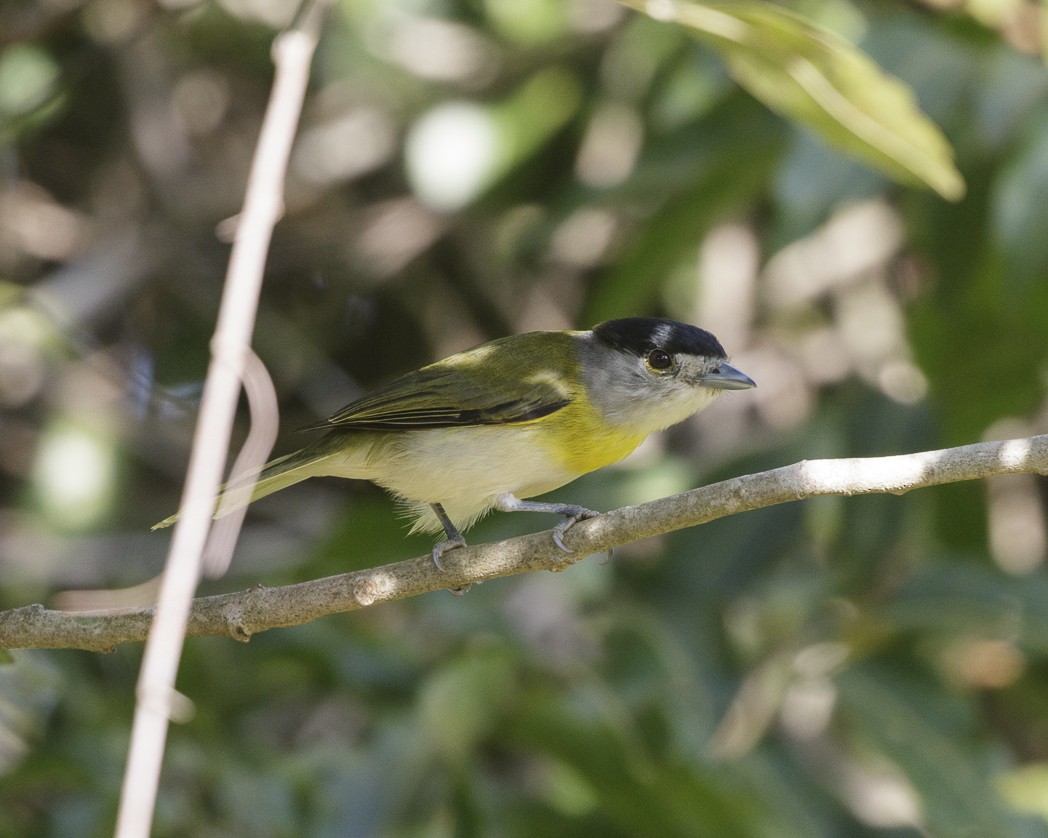 Anambé Verdoso (viridis) - ML257220891