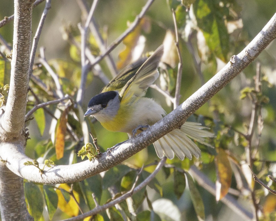 Green-backed Becard (Green-backed) - ML257220981