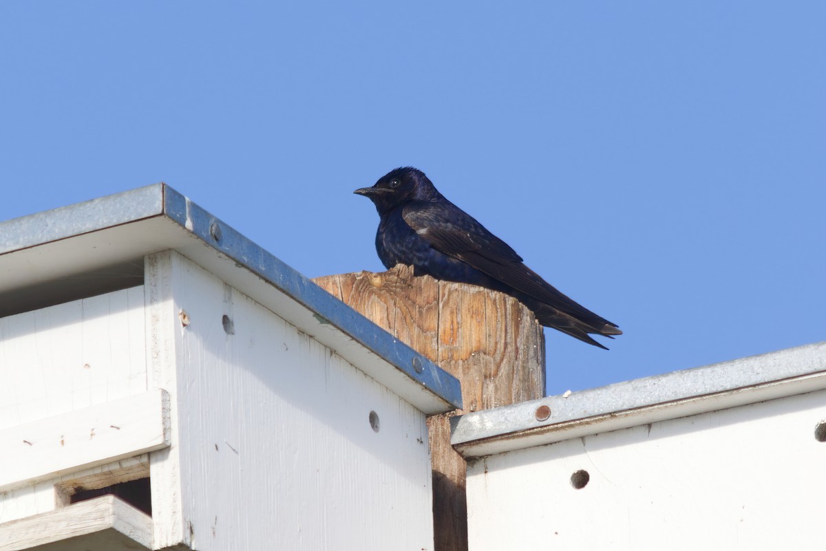 Purple Martin - ML257221071