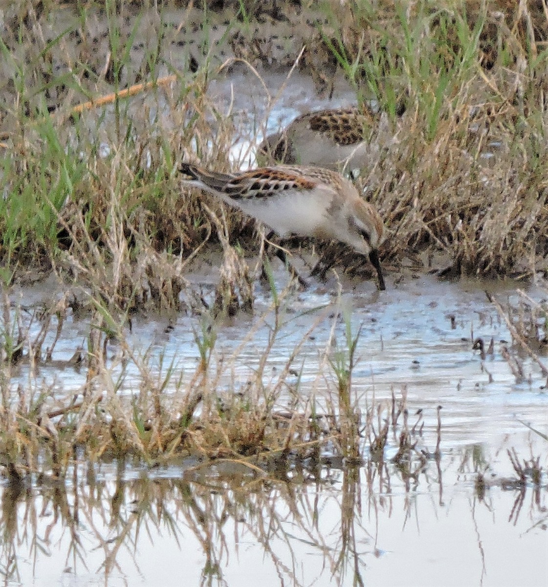 Western Sandpiper - Daniel Casey