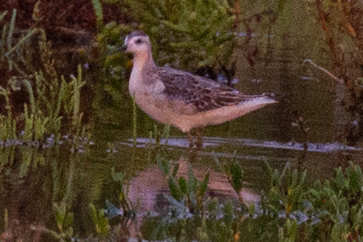 Wilson's Phalarope - ML257221811