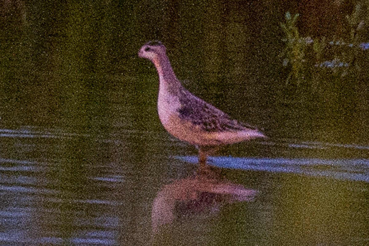 Wilson's Phalarope - ML257221831