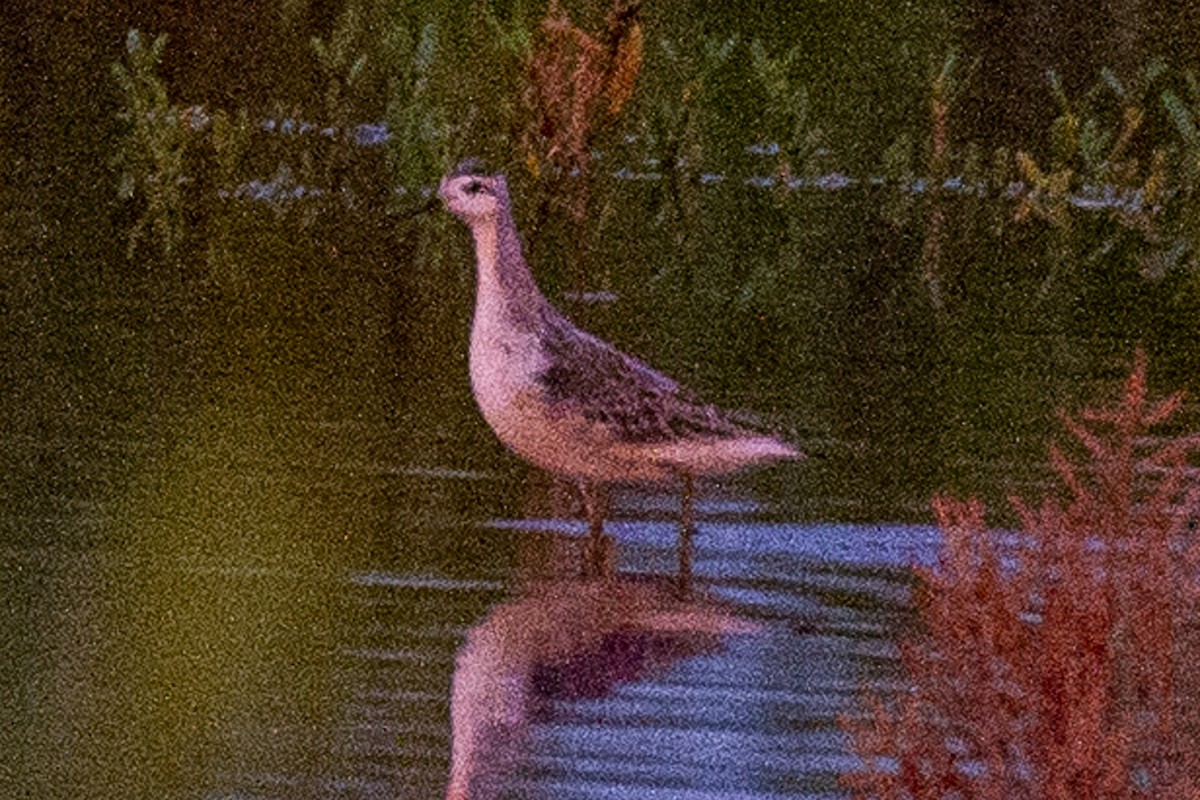 Wilson's Phalarope - ML257221841